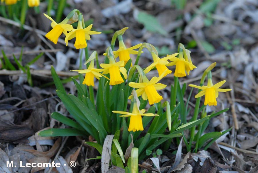 Narcissus assoanus